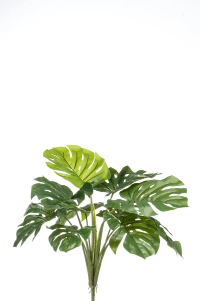 Monstera groen - H60 cm