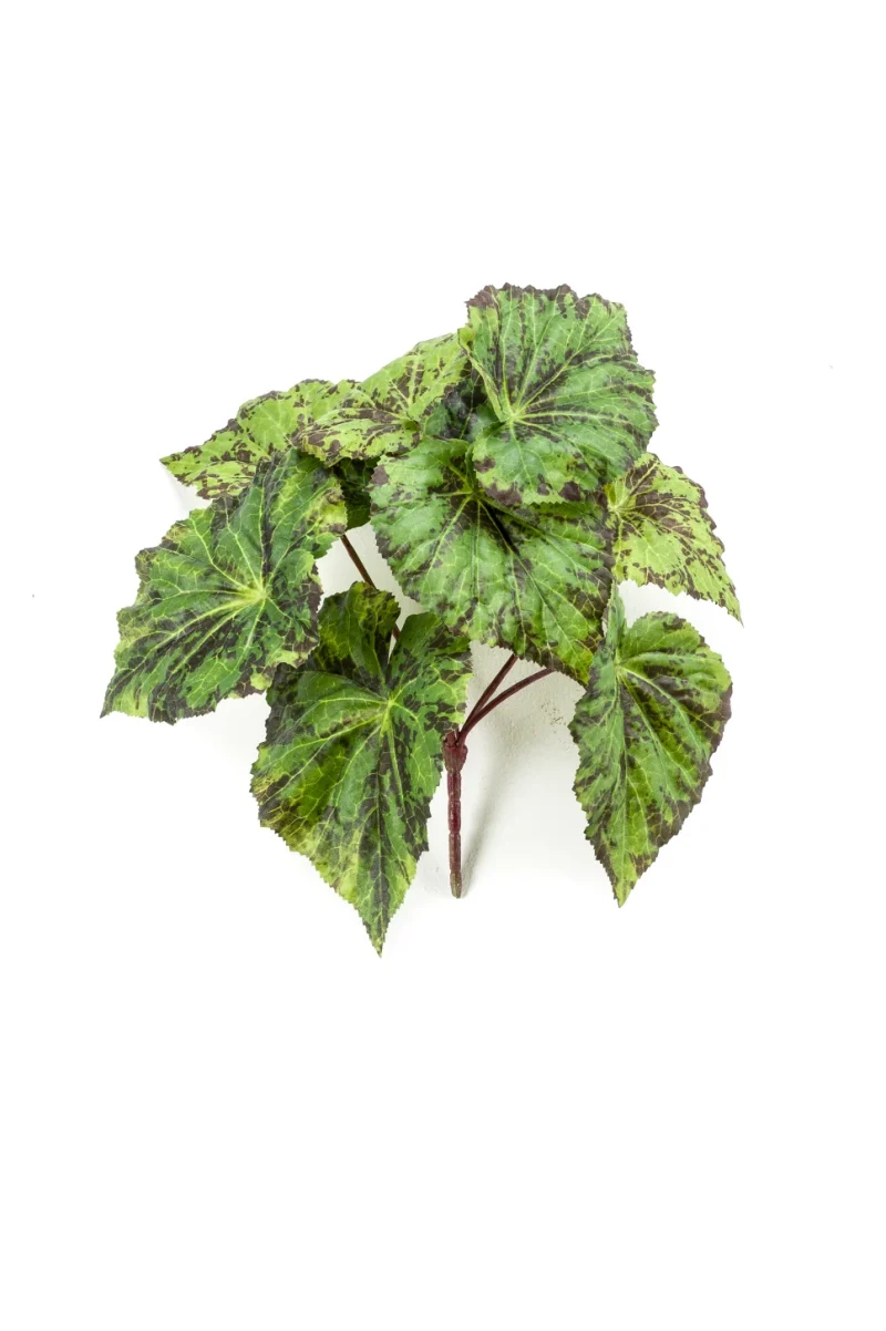 Blad begonia groen - H25 cm