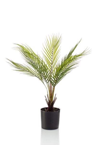 Varen/palm H50 cm