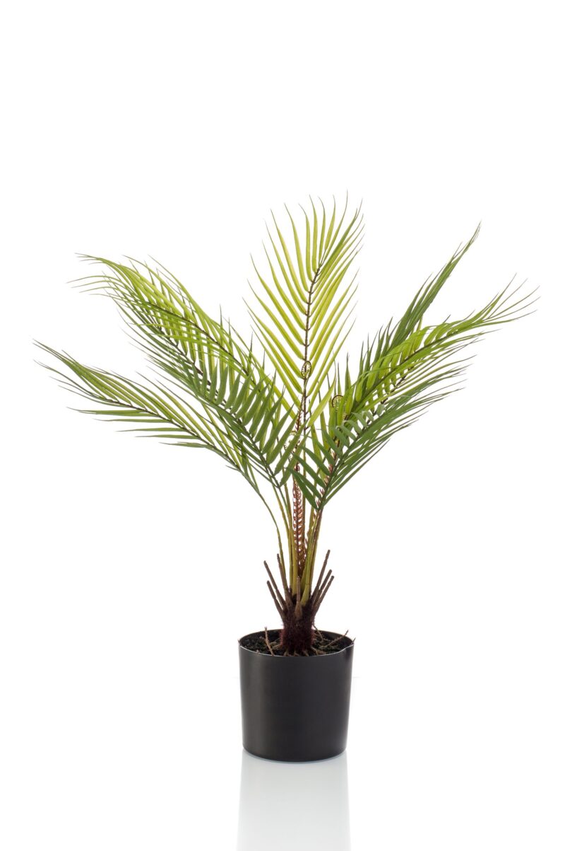 Varen/palm H50 cm