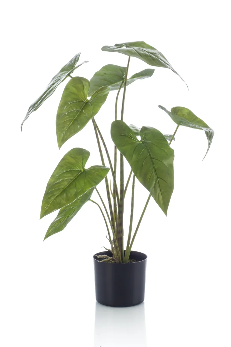 Alocasia zebrina - H75 cm