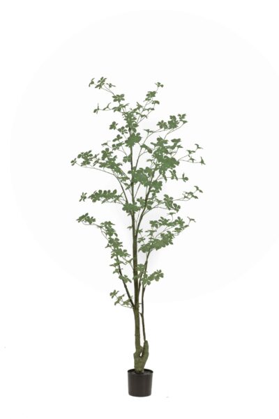Oost-Indische kers plant/boom Tropaeolum speciosum - H185 cm