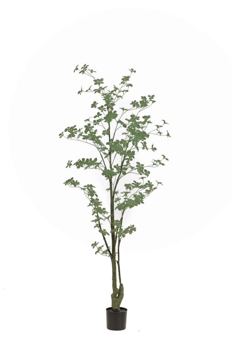 Oost-Indische kers plant/boom Tropaeolum speciosum - H185 cm