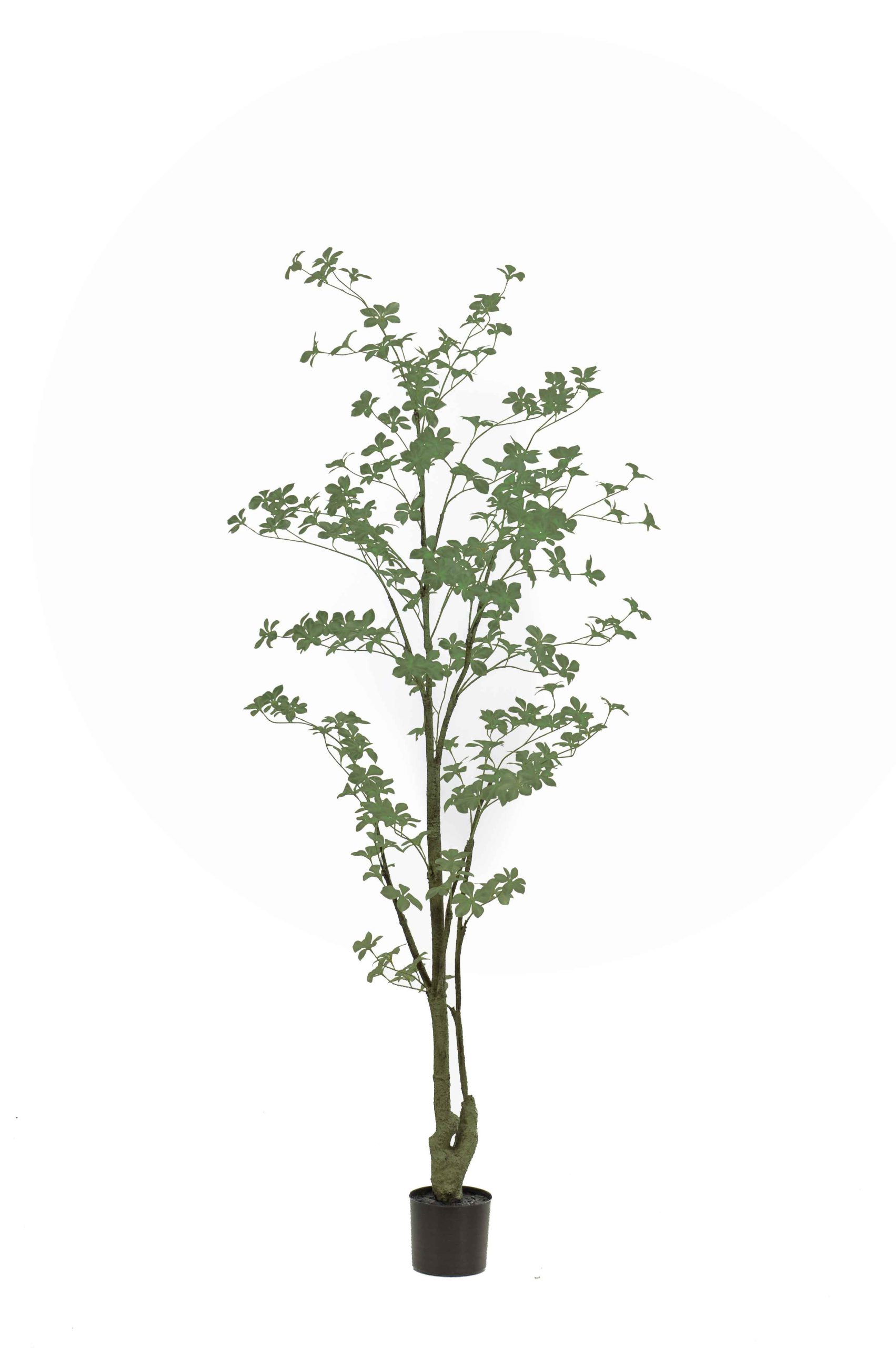 Oost-Indische kers plant/boom Tropaeolum speciosum - H185 cm
