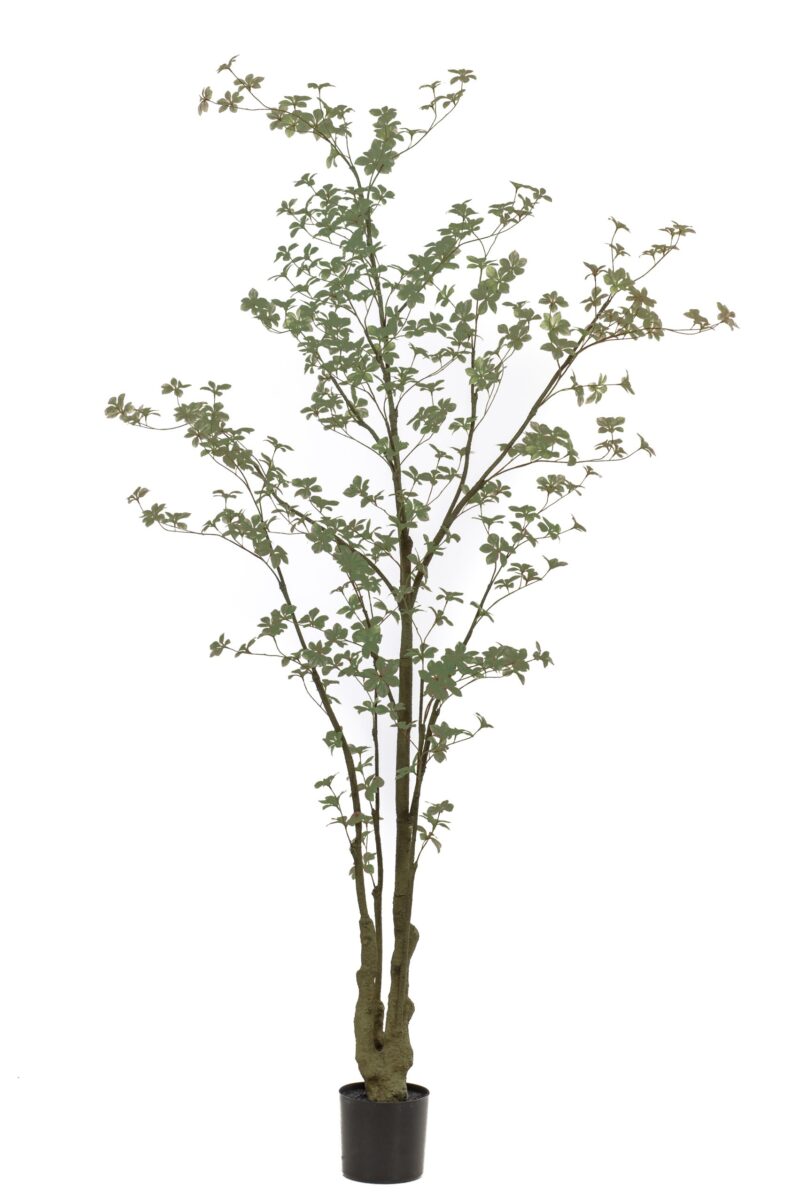 Oost-Indische kers plant/boom - H270 cm