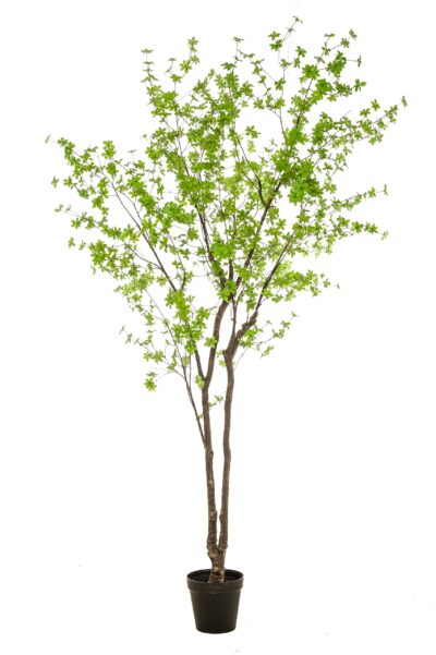 Oost-Indische kers plant/boom Tropaeolum - H300 cm