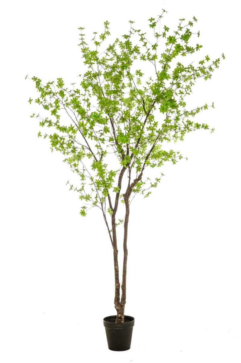 Oost-Indische kers plant/boom Tropaeolum - H300 cm