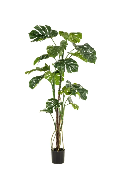 Monstera - H180 cm