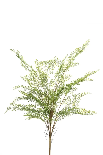Venushaar groen - H75 cm