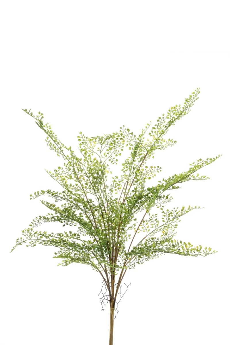 Venushaar groen - H75 cm