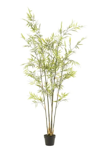 Bamboe - binnen en buiten - H175 cm