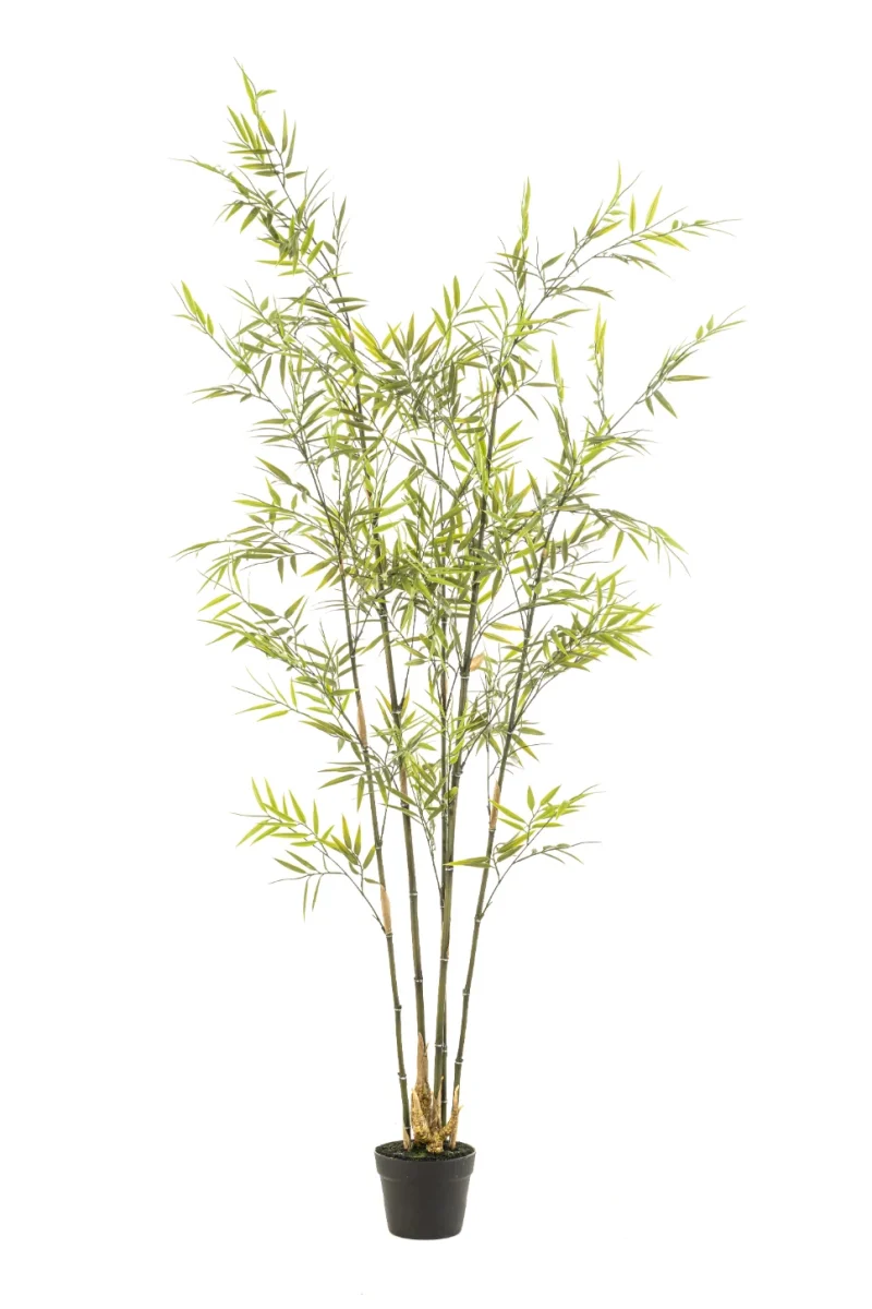 Bamboe - binnen en buiten - H175 cm
