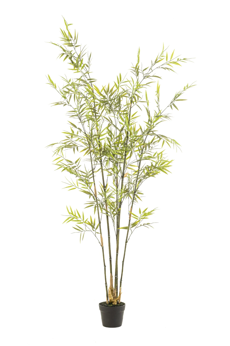 Bamboe - binnen en buiten - H175 cm