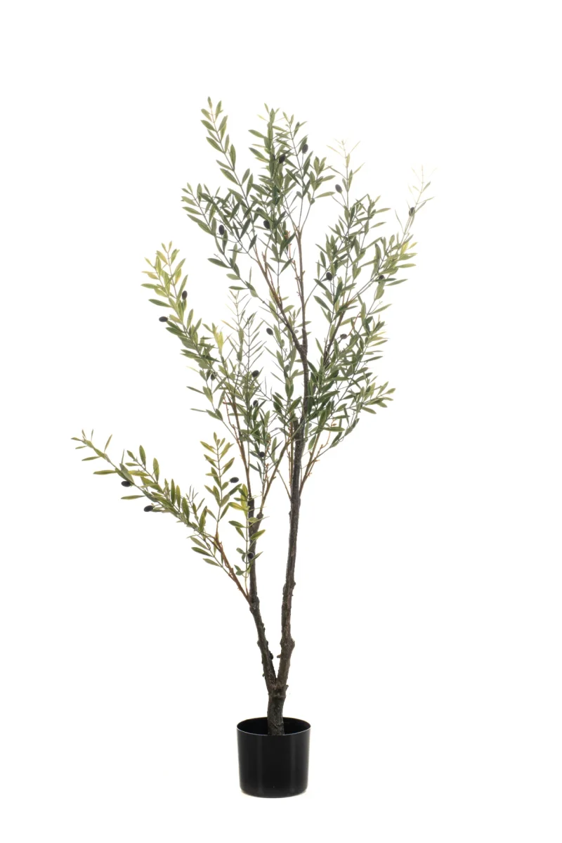 Olijfboom - binnen en buiten - H140 cm
