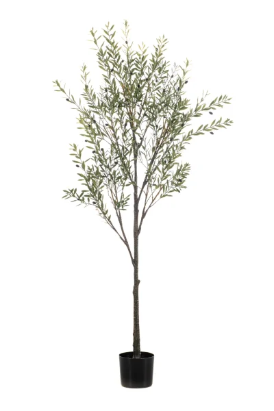 Olijfboom - Binnen en buiten - H175 cm