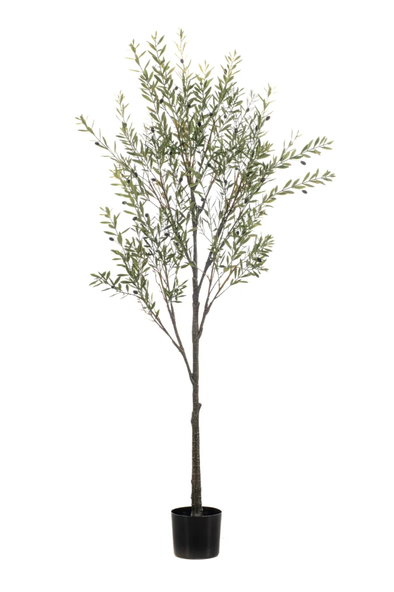 Olijfboom - Binnen en buiten - H175 cm
