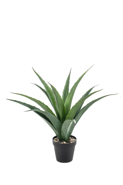 Agave - Binnen en buiten - H45 cm
