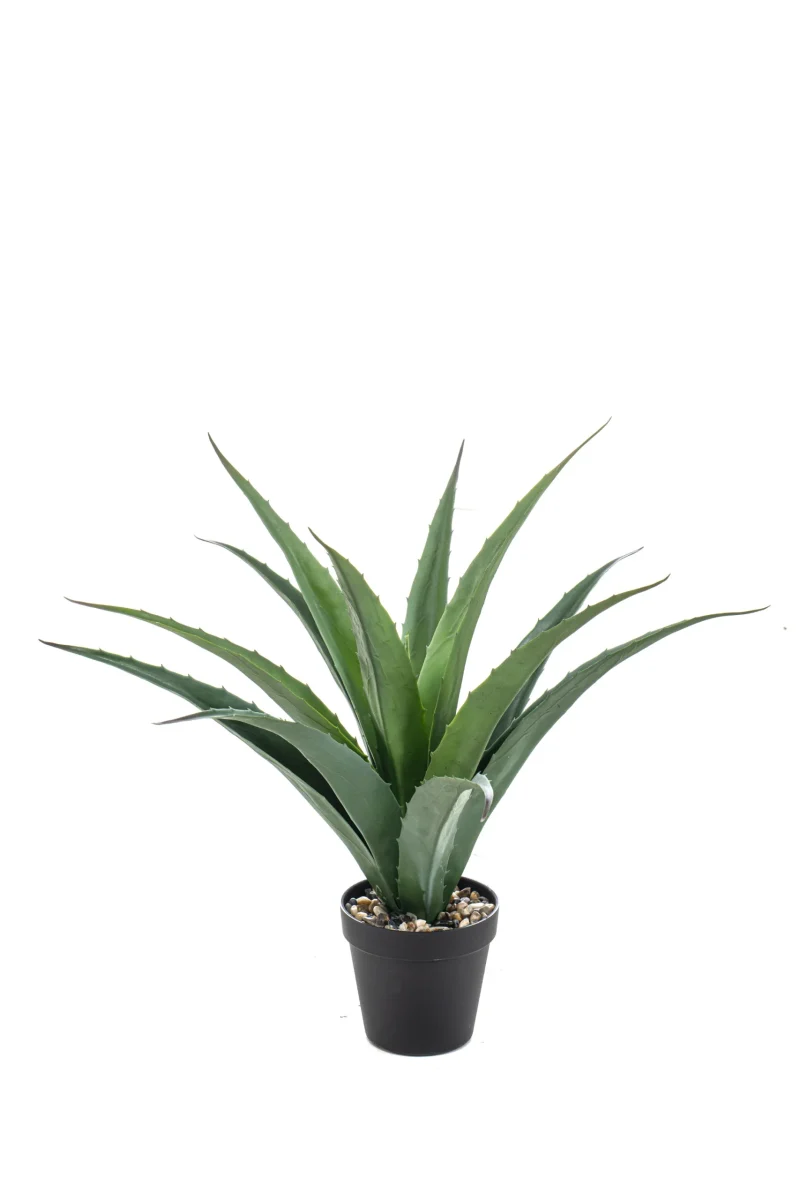 Agave - Binnen en buiten - H45 cm