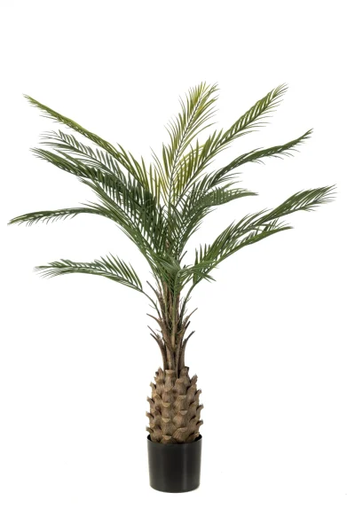 Palm - binnen en buiten - H150 cm