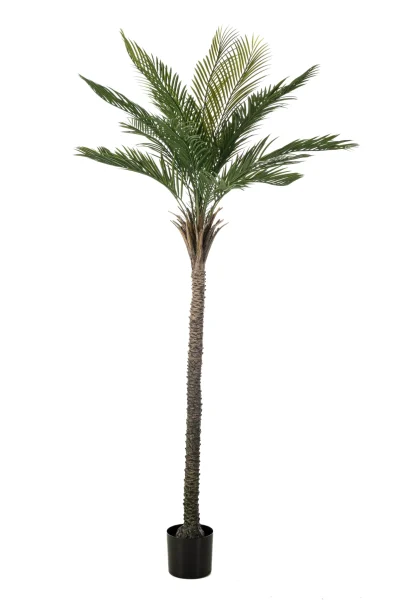 Palm - Binnen en buiten - H210 cm