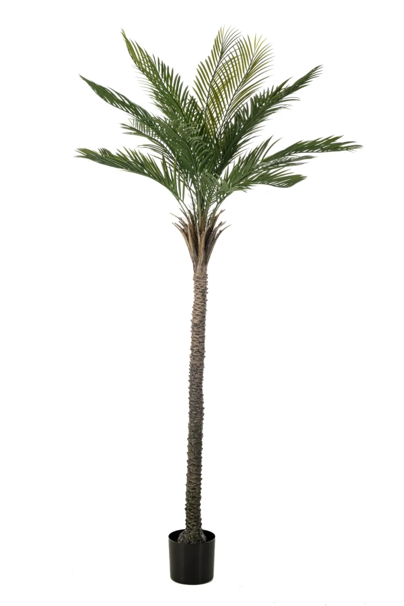 Palm - Binnen en buiten - H210 cm