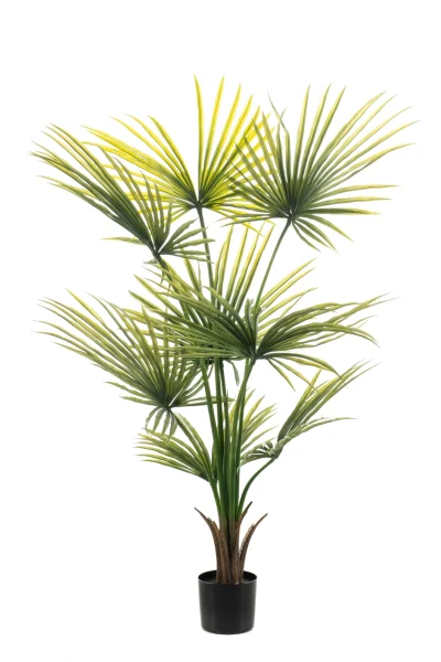 Palm - Binnen en buiten - H120 cm