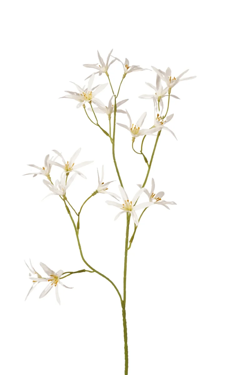 Tweedia wit/licht geel - H70 cm
