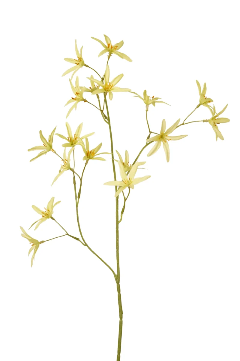 Tweedia groen - H70 cm