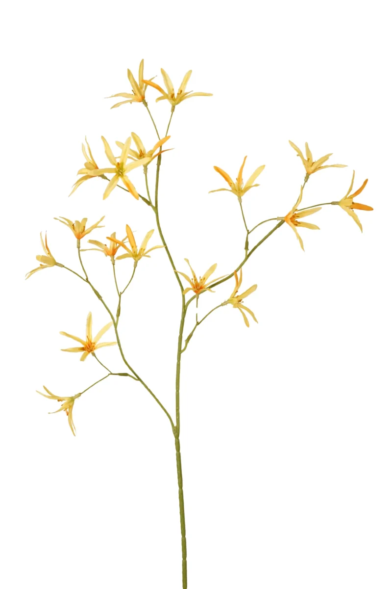 Tweedia geel - H70 cm