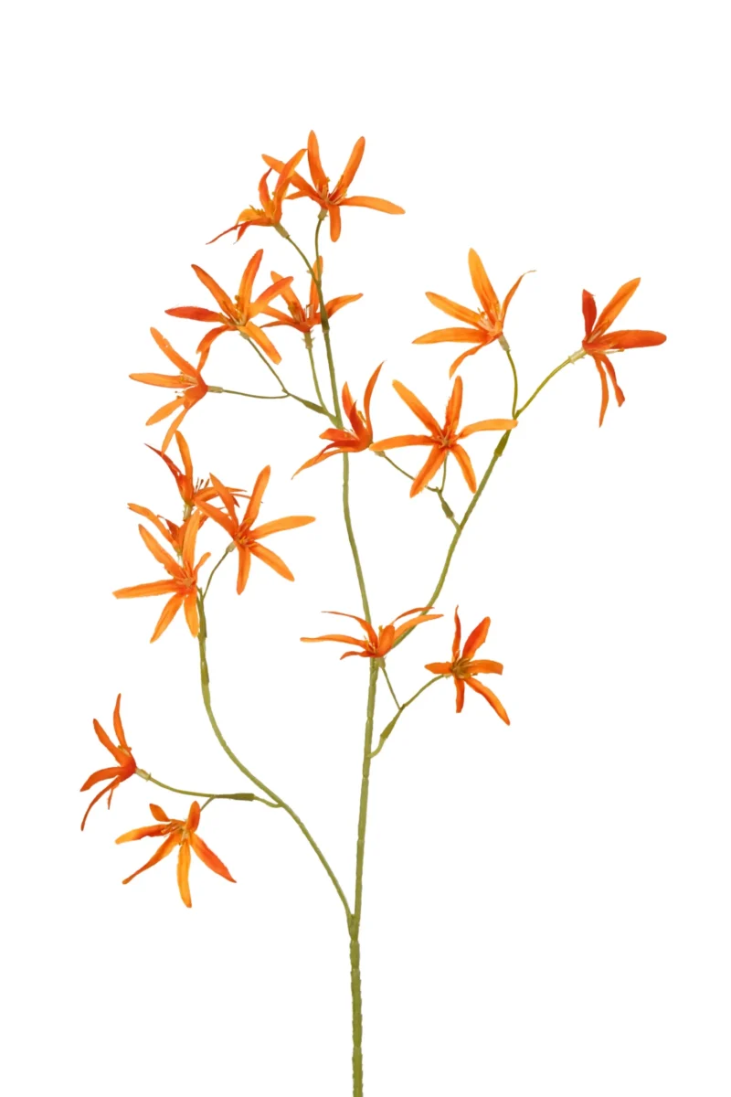 Tweedia oranje - H70 cm