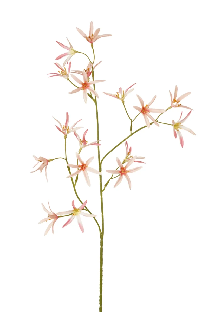 Tweedia licht roze - H70 cm