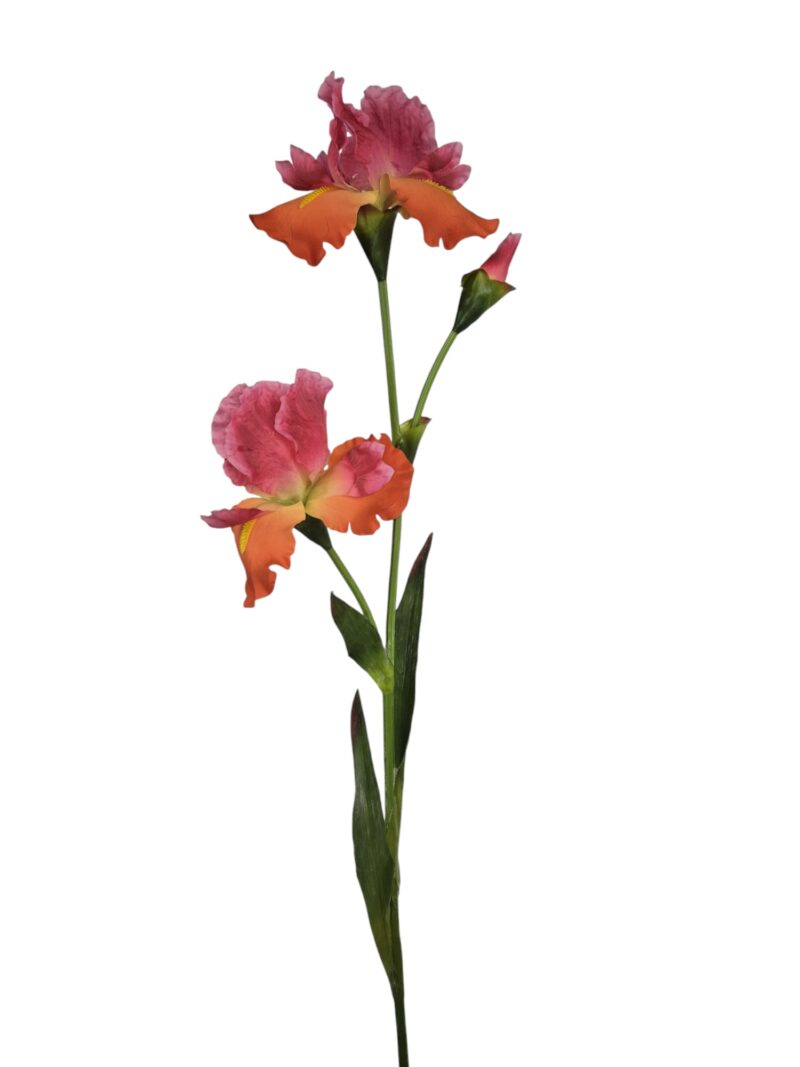 Iris roze/oranje - H105 cm