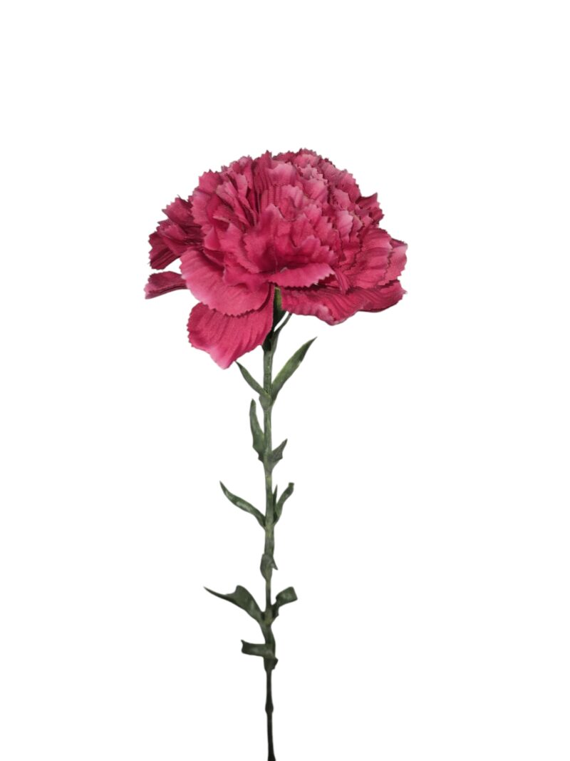 Anjer fuchsia - H68 cm