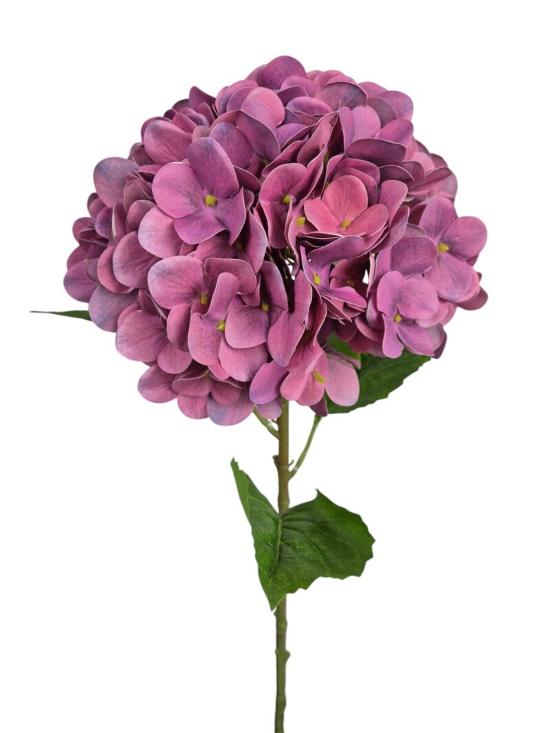 Hortensia paars - H60 cm