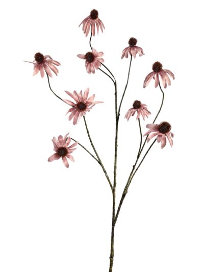 Rudbeckia Black eye roze - H123 cm