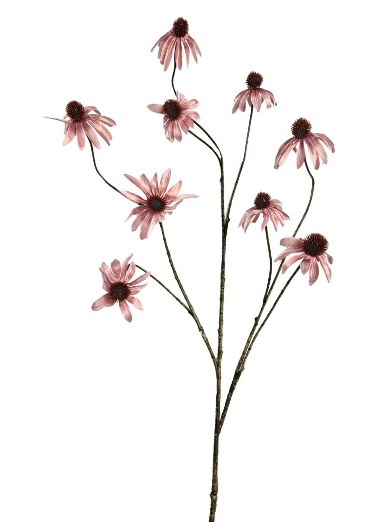 Rudbeckia Black eye roze - H123 cm