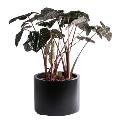 Plantenbak maine - zwart - H40 cm