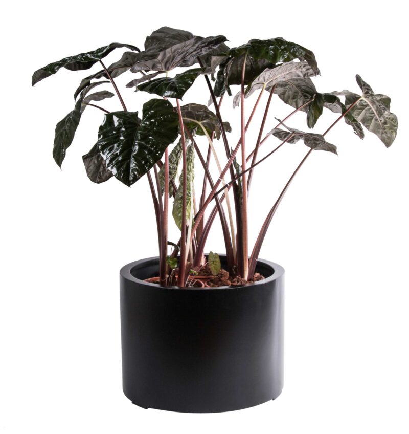 Plantenbak maine - zwart - H40 cm