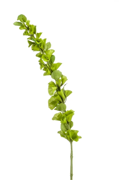 Molucella groen - H105 cm