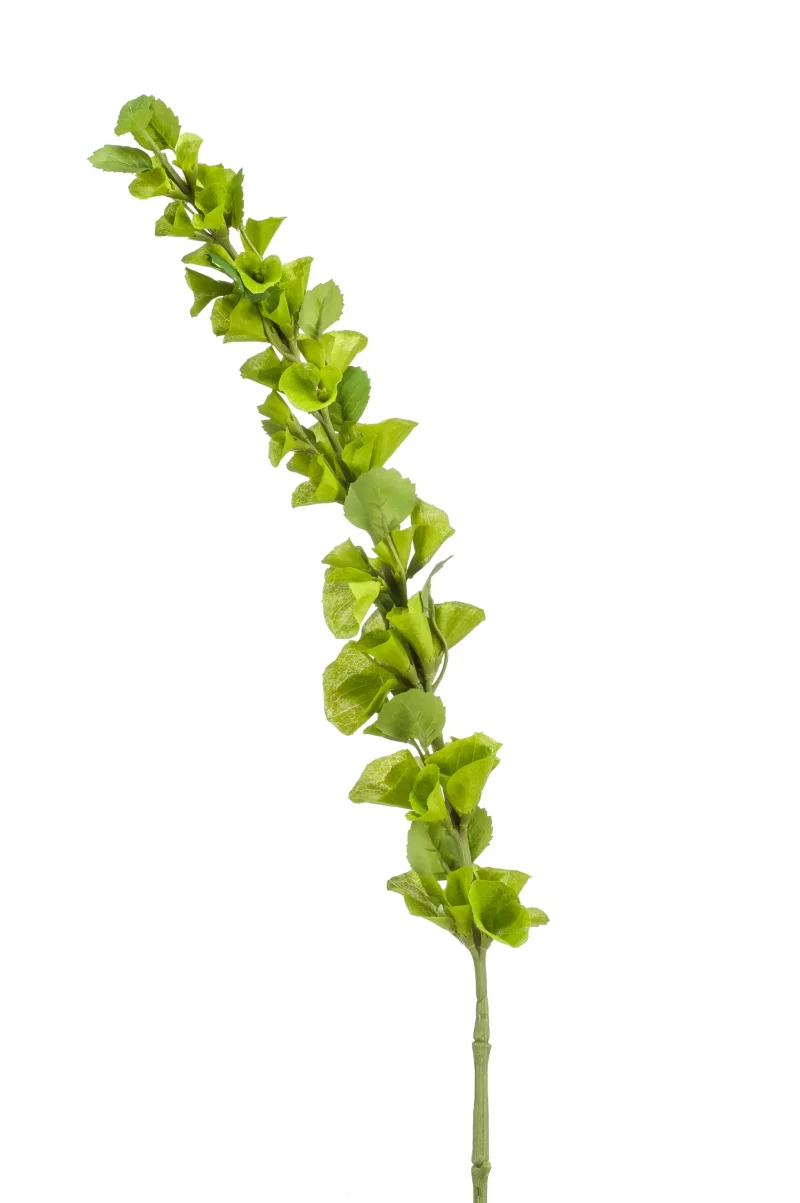 Molucella groen - H105 cm