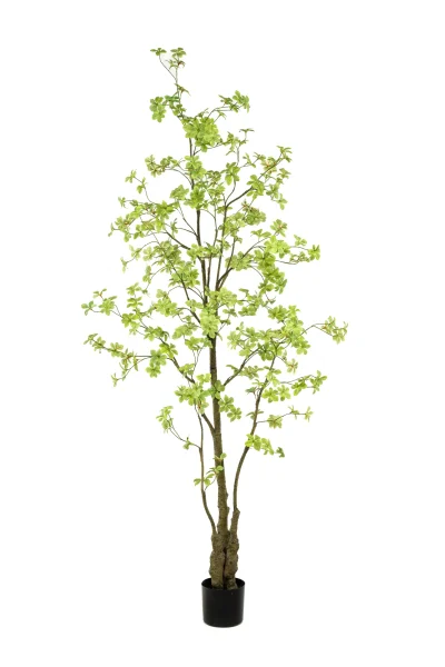 Oost indische kersenboom - H245 cm