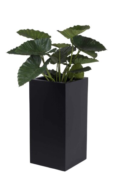 zwarte plantebak Michaela