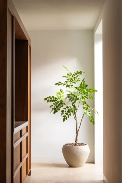 sandal wood boom