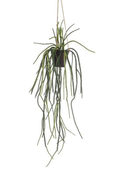 Rhypsalis hangend plantje -H85cm