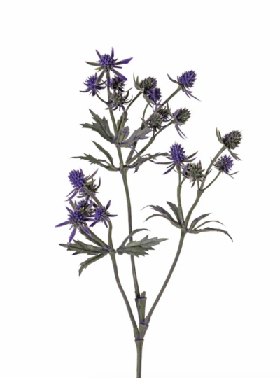 Distel tak paars
