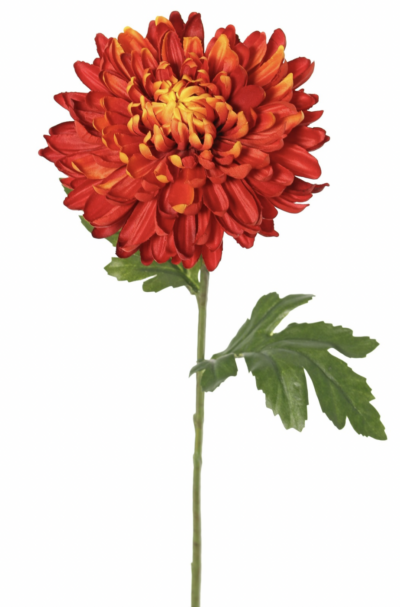 bolchrysant rood 65 cm