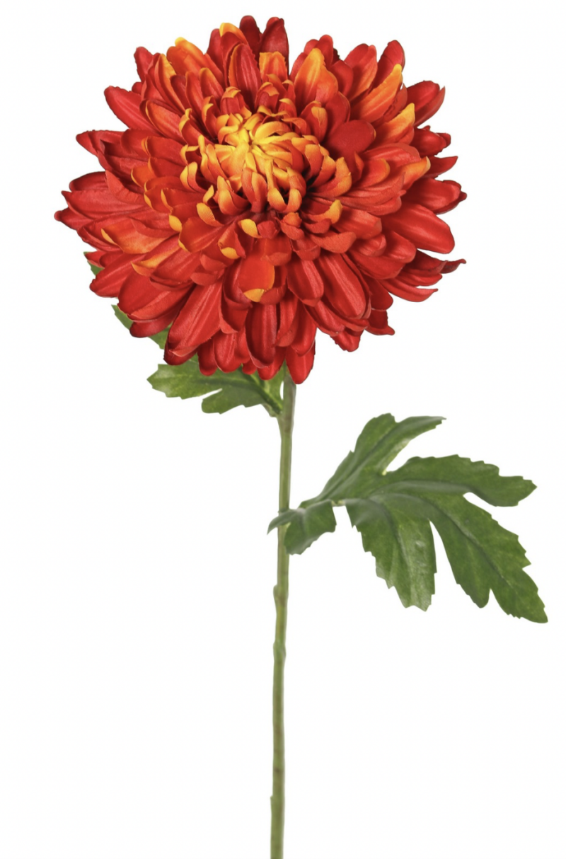 bolchrysant rood 65 cm