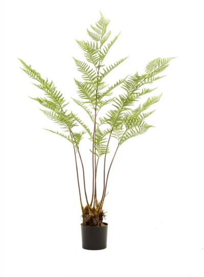 Varen pteridium fern 150 cm