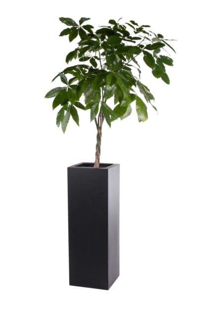 Zuil / plantenbak Coral zwart hoogte 100 cm VTW
