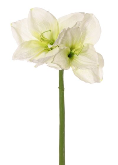 Amaryllis wit H70cm